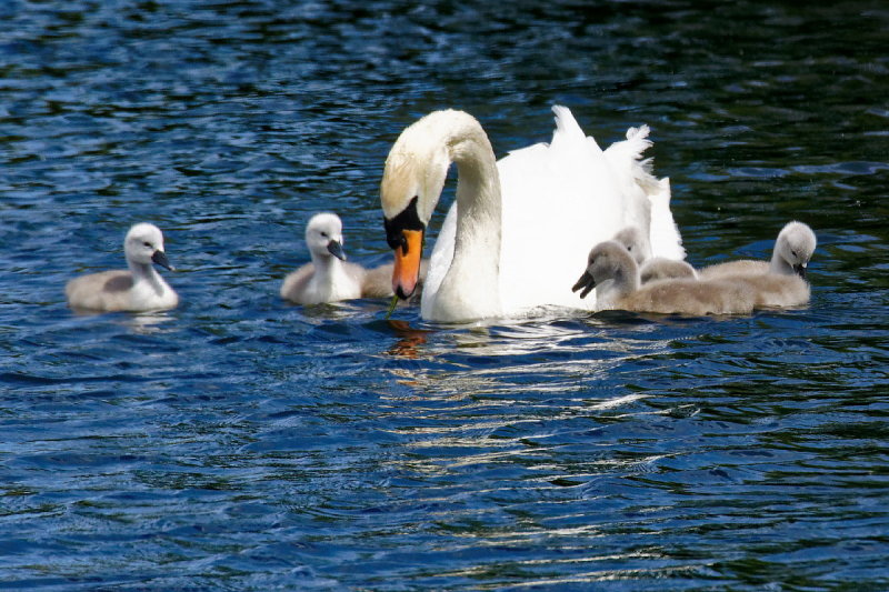 Swan with Cygnets