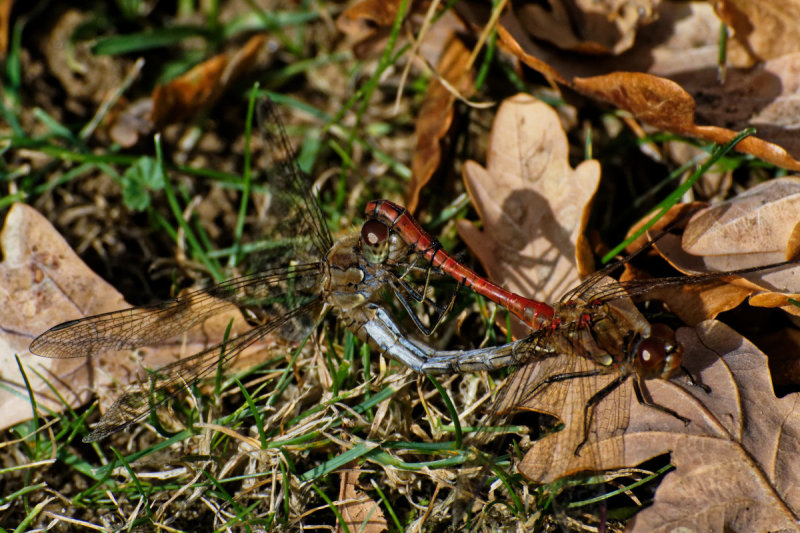 Common Darter pair