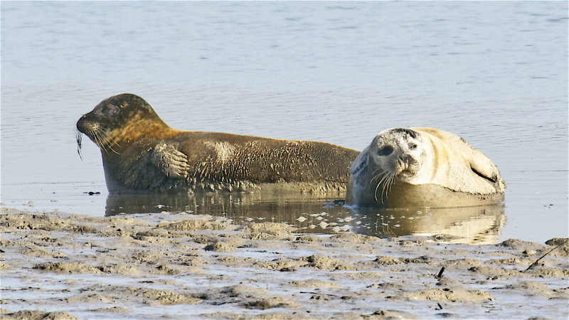 sleepy seals