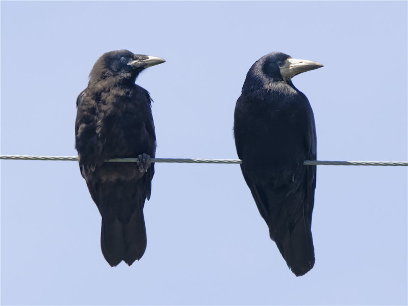two of a flock