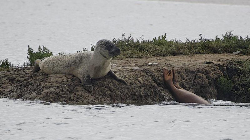 1 1/2 seals, even more flippery