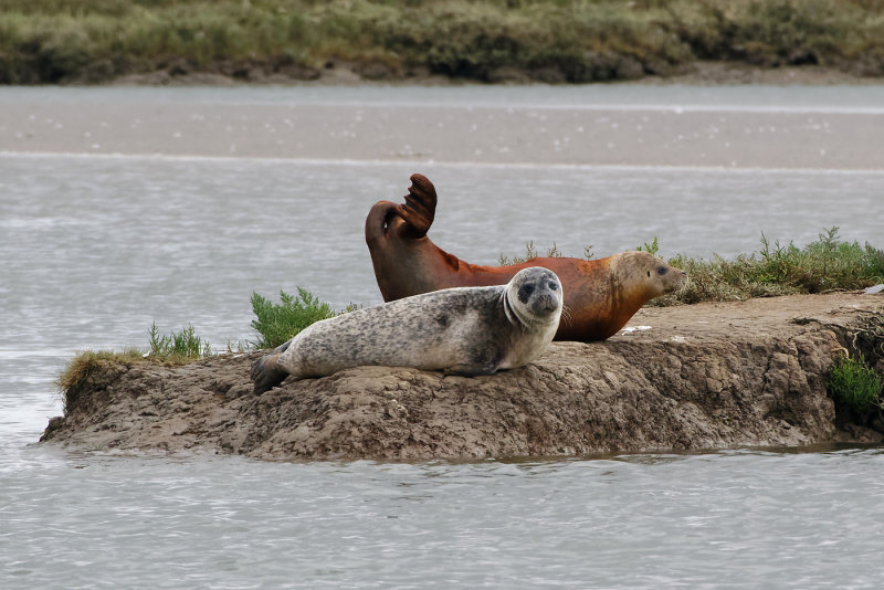 2 seals - a flippery exercise