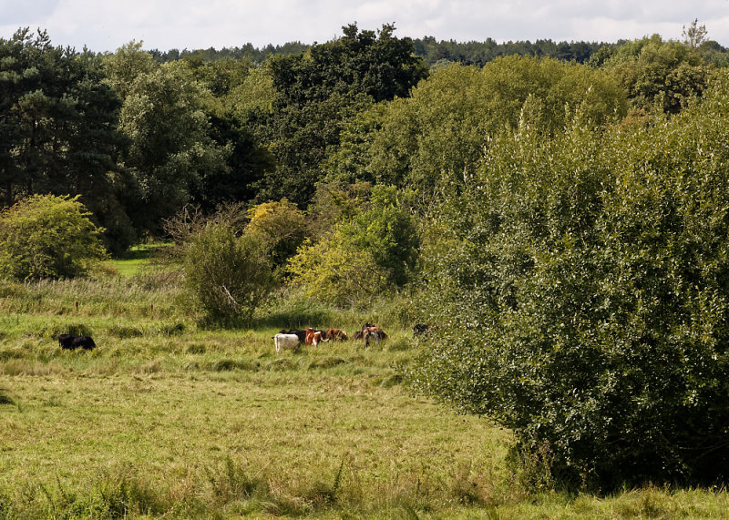 Wish they were cows