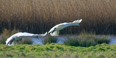 swan take-off