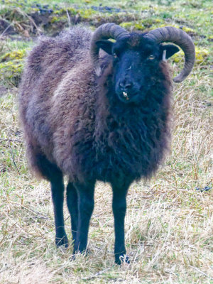 Black sheep (probably Hebridean)