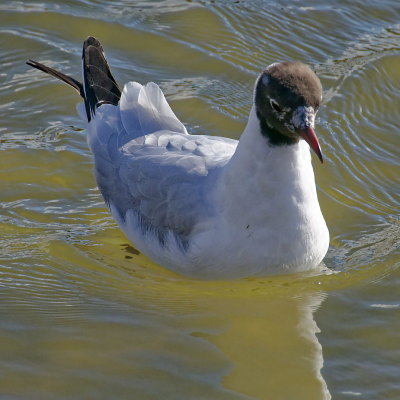 Black-headed gull