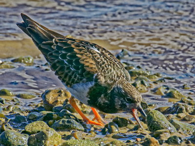 Turnstone turning stone