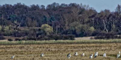 Horde of herons