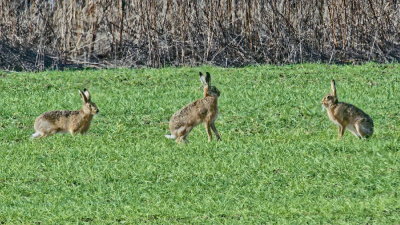 March Hares - 2