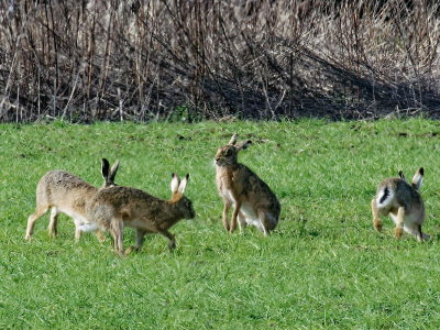 March Hares - 1
