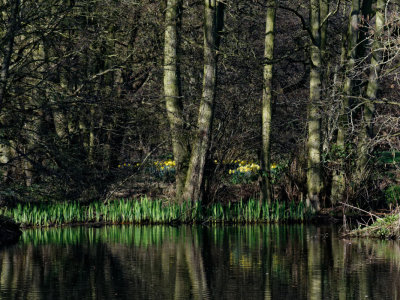 Mill River lakelet in spring