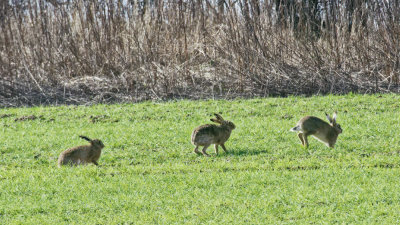 March hares - 3