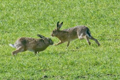 March hares - 4