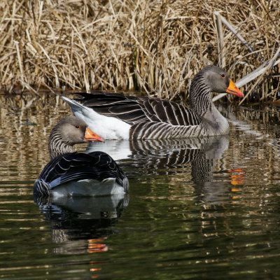 Greylag Geese