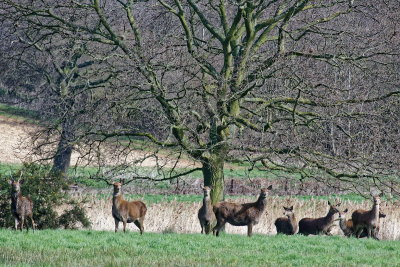 Red Deer progress