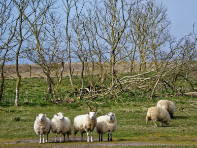 Sheep photography refresher