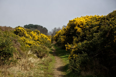 Walberswick Common - line of former railway to Southwold