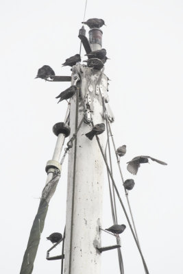 Starlings on a misty mast
