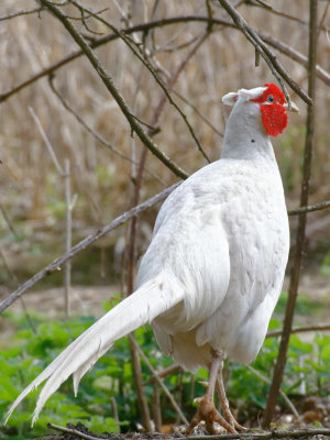 The white pheasant