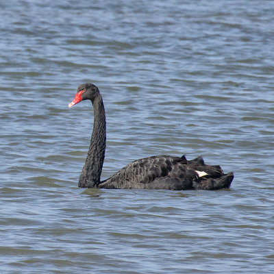 Black Swan(s)