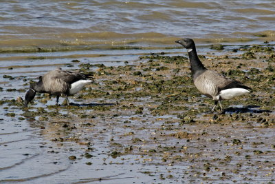 Brent Geese