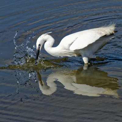 Egret show