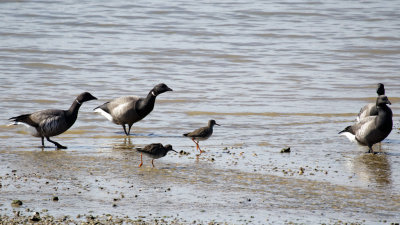 Brent Geese with Redshanks