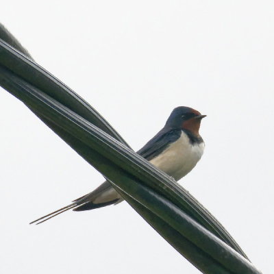 First Swallows of 2017