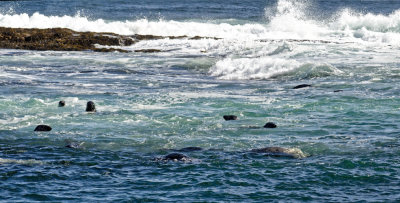a seafull of seals