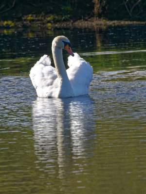 Mr Swan on patrol