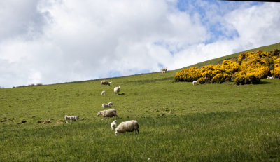 A sheepish digression to the Cheviot Hills - 1