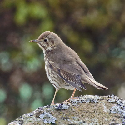 Song Thrush - thanks to John Anderson for ID
