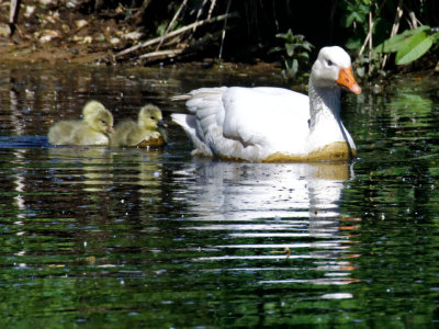 Greylag (or Whitelag?) goose and goslings