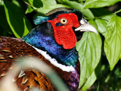 Pheasant - head detail