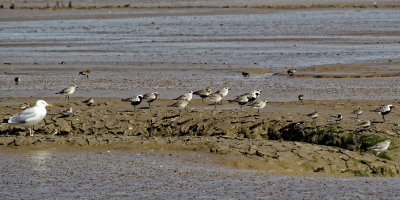 Bird group, mostly Grey Plover
