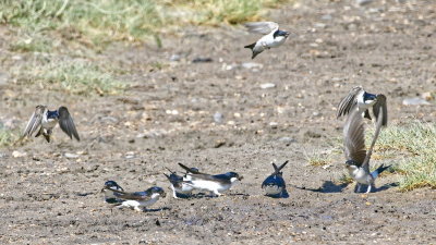 House Martins gathering mud for nests