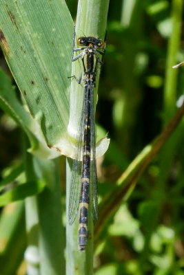 Ist damselfly of season