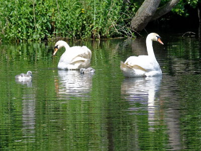 Swan pair with cygnets
