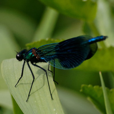 Banded Demoiselle (M)