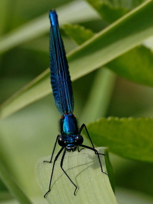 Banded Demoiselle (M)