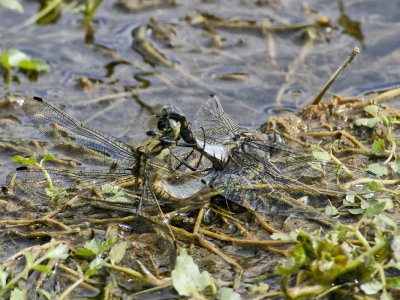 Black-tailed Skimmers