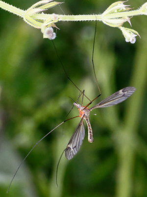 ...while the extension tube is on