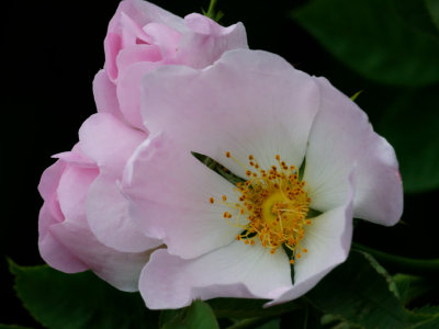 Wild Rose...