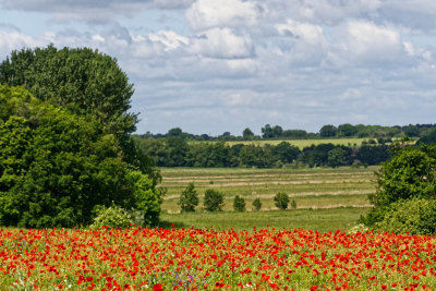 Poppies galore