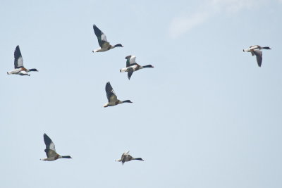 A flight of Shelducks