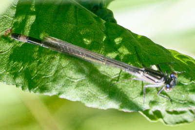 very small, greyish and fidgety damselfly