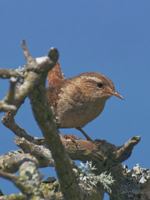Wren