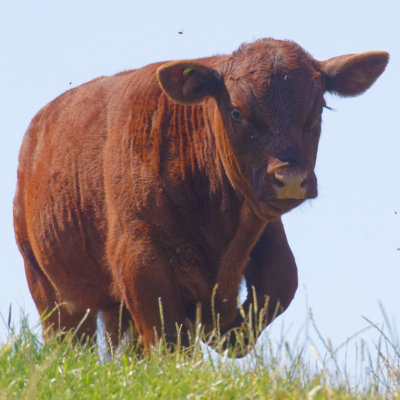 beef on the horizon