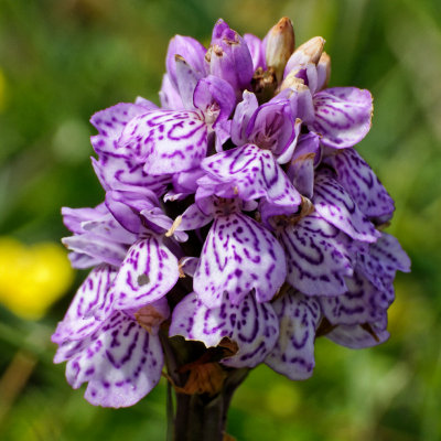 wild orchid