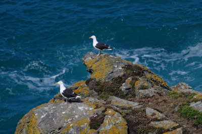 Great black-backed gull pair